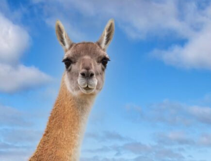Alpakka